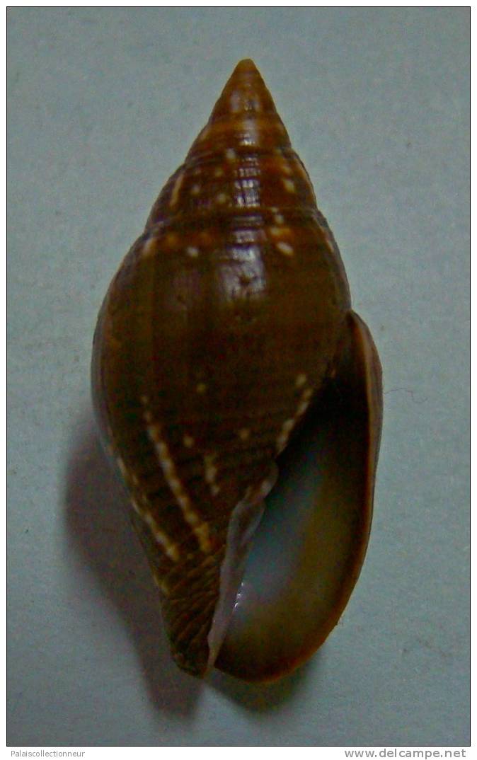 N°2278  //  MITRA ( Strigatella ) SCUTULATA  " Nelle-CALEDONIE " //  F+++  :  30,8mm  //  PEU COURANTE  . - Conchiglie