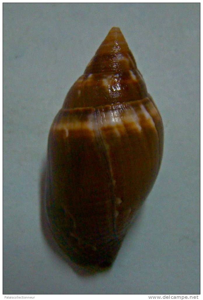 N°2279  //  MITRA ( Strigatella ) SCUTULATA  " OBESE " " Nelle-CALEDONIE " //  F+++  :  GROSSE 33,1mm  //  ASSEZ RARE  . - Seashells & Snail-shells