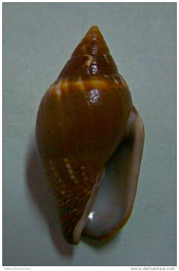 N°2279  //  MITRA ( Strigatella ) SCUTULATA  " OBESE " " Nelle-CALEDONIE " //  F+++  :  GROSSE 33,1mm  //  ASSEZ RARE  . - Seashells & Snail-shells