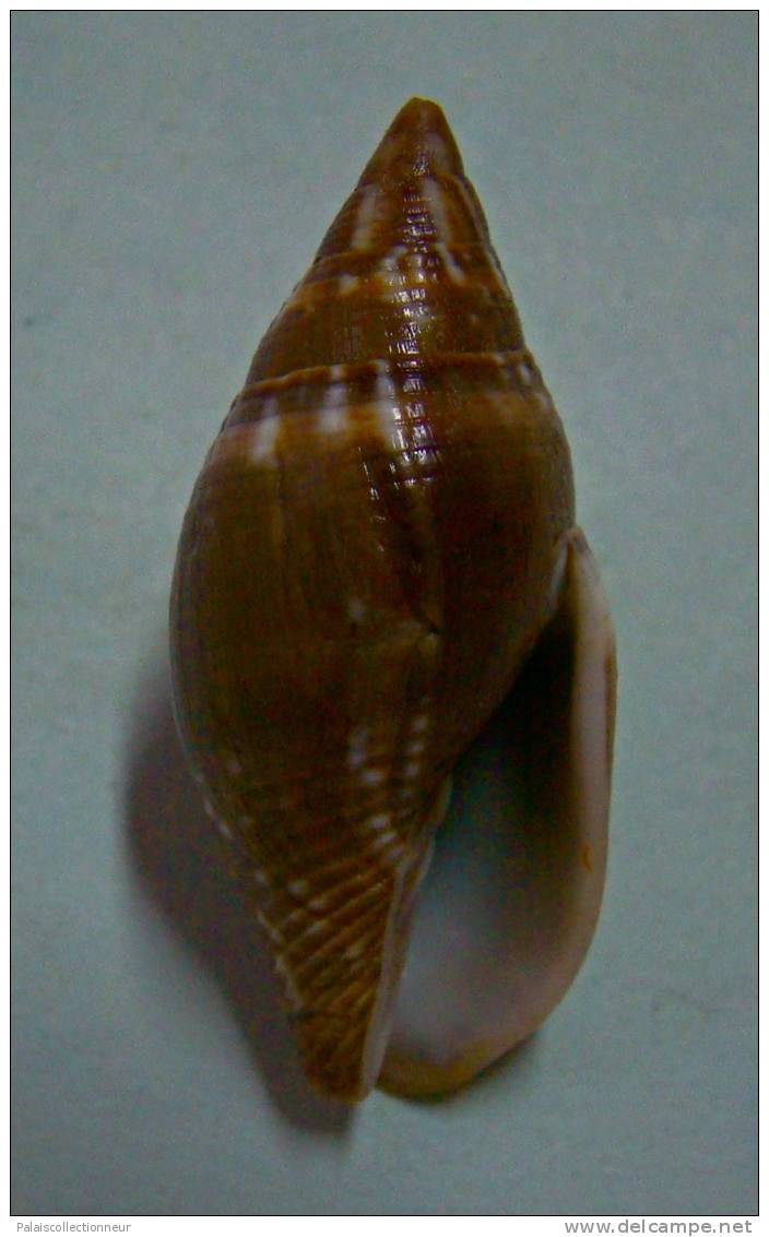 N°2280  //  MITRA ( Strigatella ) SCUTULATA   " Nelle-CALEDONIE " //  F++  :  GROSSE : 36,4mm  //  ASSEZ RARE  . - Seashells & Snail-shells