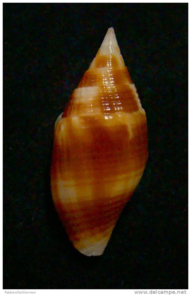 N°2281  //  MITRA ( Nebularia ) CHRYSOSTOMA   " Nelle-CALEDONIE " //  F++  : 31,4mm  //  ASSEZ RARE  . - Muscheln & Schnecken