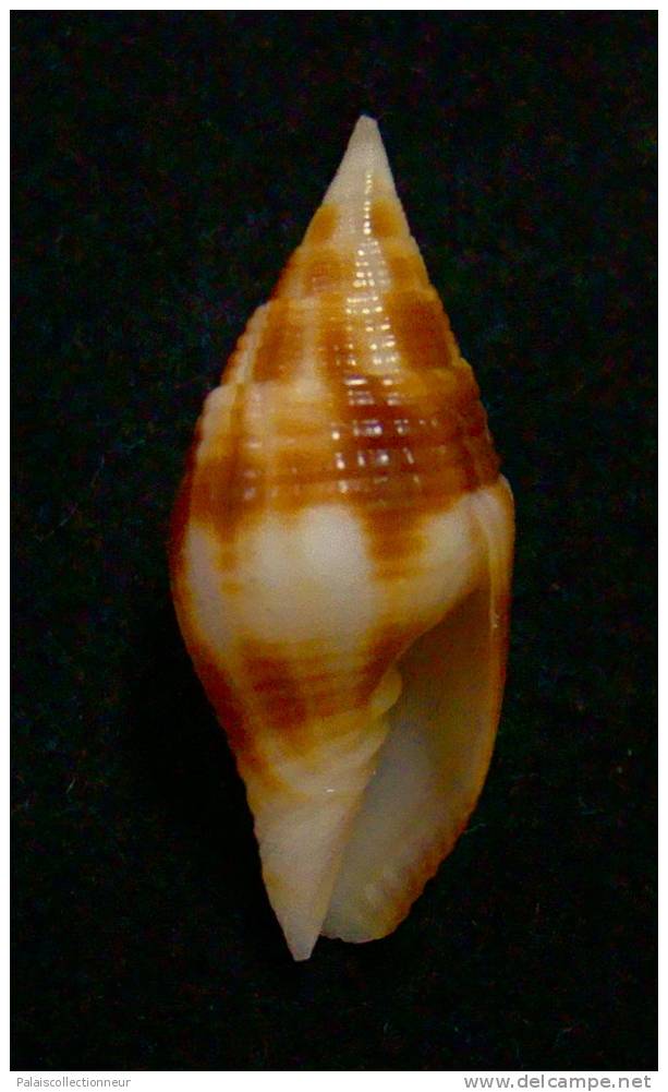 N°2281  //  MITRA ( Nebularia ) CHRYSOSTOMA   " Nelle-CALEDONIE " //  F++  : 31,4mm  //  ASSEZ RARE  . - Seashells & Snail-shells