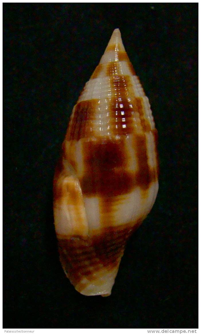 N°2282  //  MITRA ( Nebularia ) CHRYSOSTOMA   " Nelle-CALEDONIE " //  F++  : GROSSE : 38,1mm  //  ASSEZ RARE  . - Conchas Y Caracoles