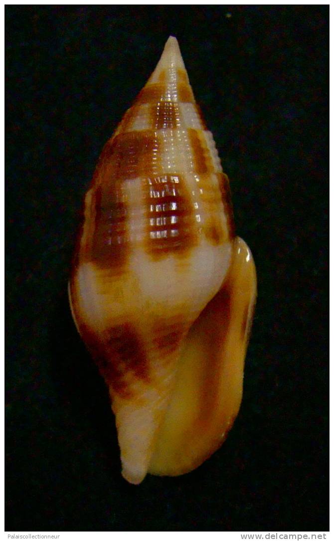 N°2282  //  MITRA ( Nebularia ) CHRYSOSTOMA   " Nelle-CALEDONIE " //  F++  : GROSSE : 38,1mm  //  ASSEZ RARE  . - Coquillages