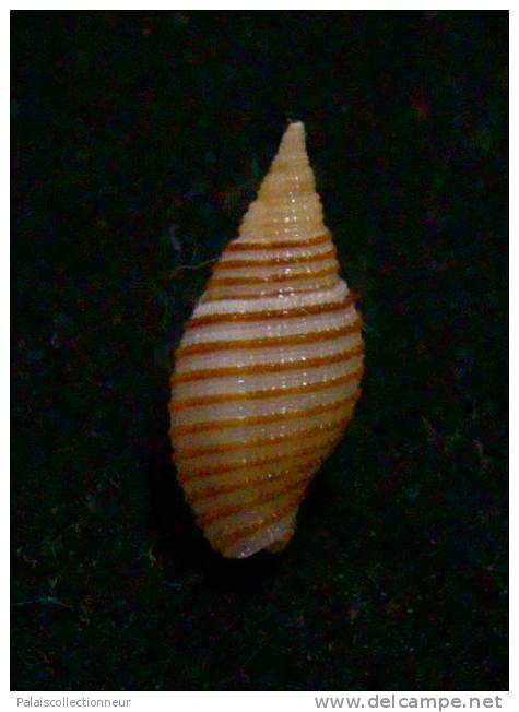 N°2284  //  MITRA ( Domiporta ) FILARIS   " Nelle-CALEDONIE " //  GEM  :  10,7mm  //  PEU COURANTE  . - Seashells & Snail-shells