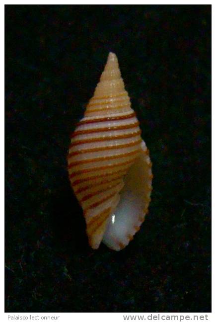 N°2284  //  MITRA ( Domiporta ) FILARIS   " Nelle-CALEDONIE " //  GEM  :  10,7mm  //  PEU COURANTE  . - Seashells & Snail-shells