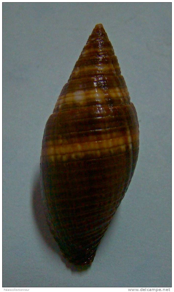 N°2289  //  MITRA ( Nebularia )  AURANTIA  " Nelle-CALEDONIE " //  F+++  :  GROSSE : 38mm  //  PEU COURANTE  . - Seashells & Snail-shells