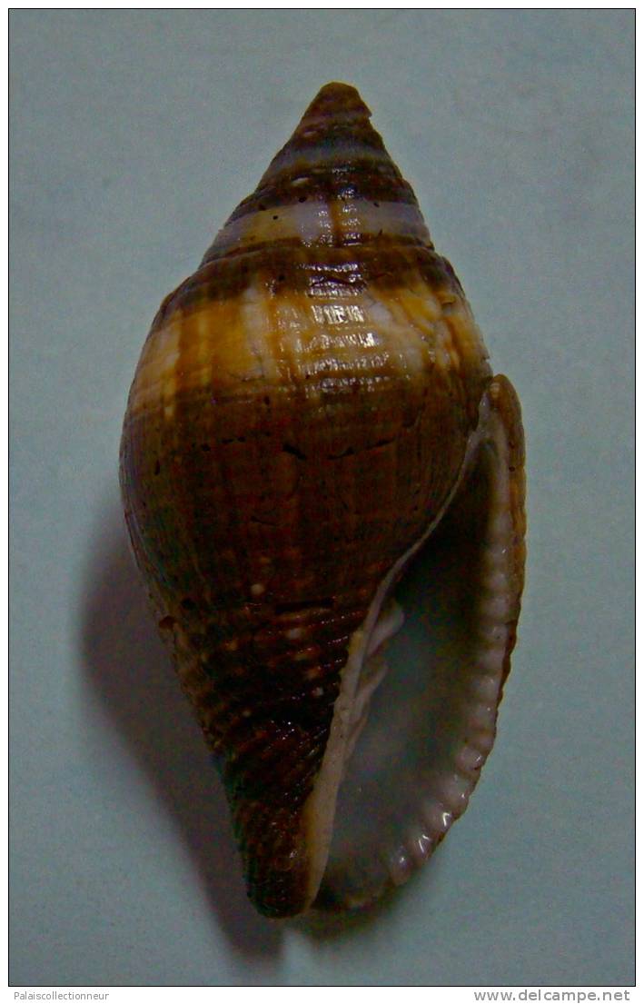 N°2290  //  MITRA ( Nebularia )  AURANTIA  " OBESE "  " Nelle-CALEDONIE " //  F+  :  GEANTE : 42mm  //  ASSEZ RARE  . - Seashells & Snail-shells