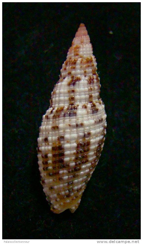 N°2291  //  MITRA ( Neocancilla )  PAPILIO   " Nelle-CALEDONIE " //  GEM  :  23,7mm  //  PEU COURANTE  . - Seashells & Snail-shells