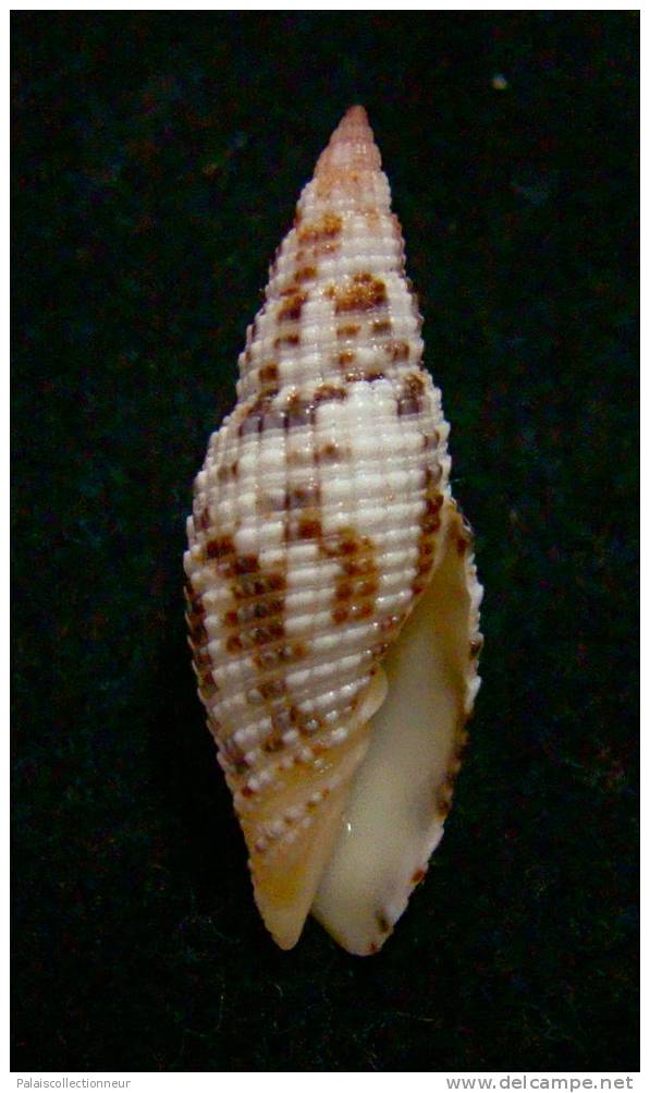 N°2291  //  MITRA ( Neocancilla )  PAPILIO   " Nelle-CALEDONIE " //  GEM  :  23,7mm  //  PEU COURANTE  . - Seashells & Snail-shells