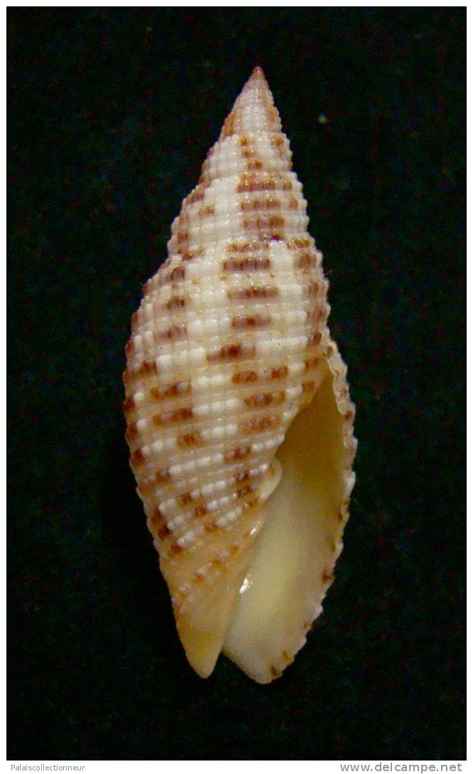 N°2292  //  MITRA ( Neocancilla )  PAPILIO   " Nelle-CALEDONIE " //  GEM  :  31,6mm  //  PEU COURANTE  . - Seashells & Snail-shells