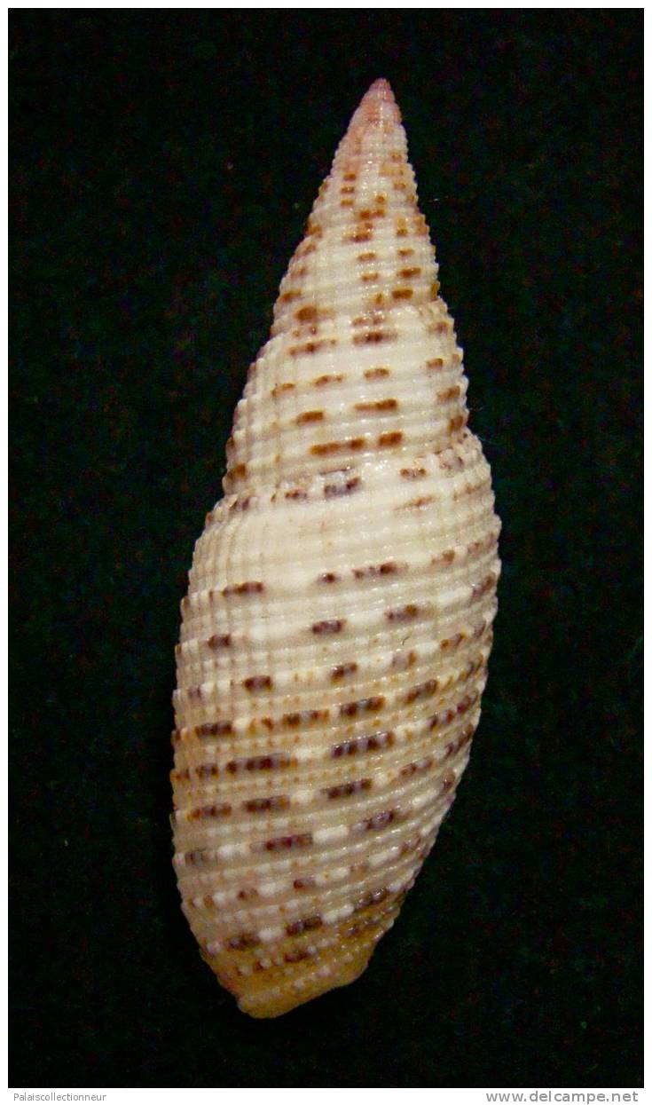 N°2293  //  MITRA ( Neocancilla )  PAPILIO   " Nelle-CALEDONIE " //  F+++  : GROSSE :  44,3mm  //  PEU COURANTE  . - Seashells & Snail-shells