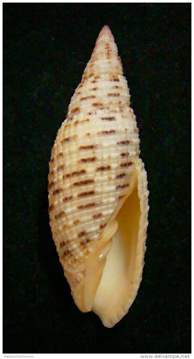 N°2293  //  MITRA ( Neocancilla )  PAPILIO   " Nelle-CALEDONIE " //  F+++  : GROSSE :  44,3mm  //  PEU COURANTE  . - Seashells & Snail-shells