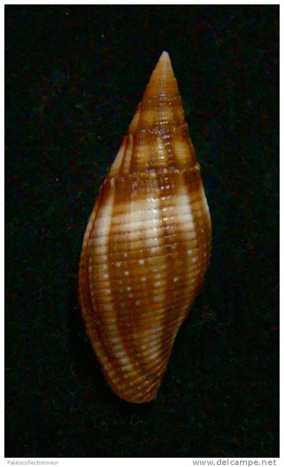N°2294  //  MITRA ( Mitra )  AMBIGUA   " Nelle-CALEDONIE " //  F+++  :  30,4mm  //  RARE  . - Seashells & Snail-shells