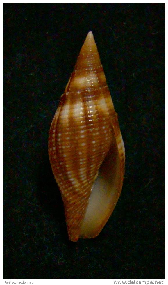 N°2294  //  MITRA ( Mitra )  AMBIGUA   " Nelle-CALEDONIE " //  F+++  :  30,4mm  //  RARE  . - Muscheln & Schnecken