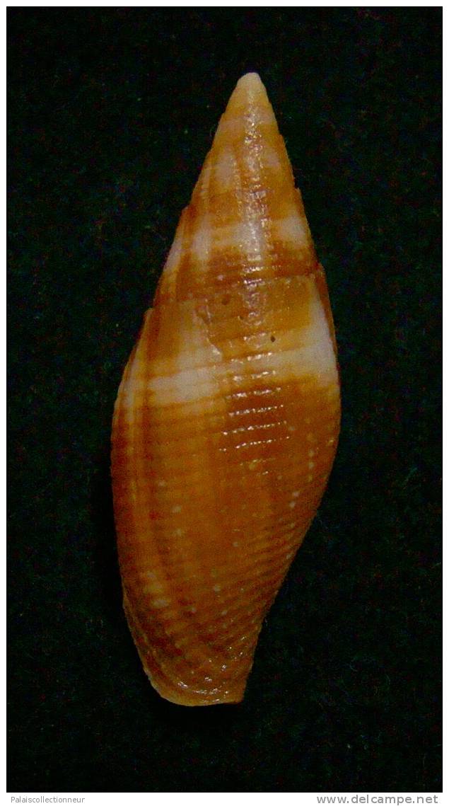 N°2295  //  MITRA ( Mitra )  AMBIGUA   " Nelle-CALEDONIE " //  F++  :  41mm  //  RARE  . - Conchiglie