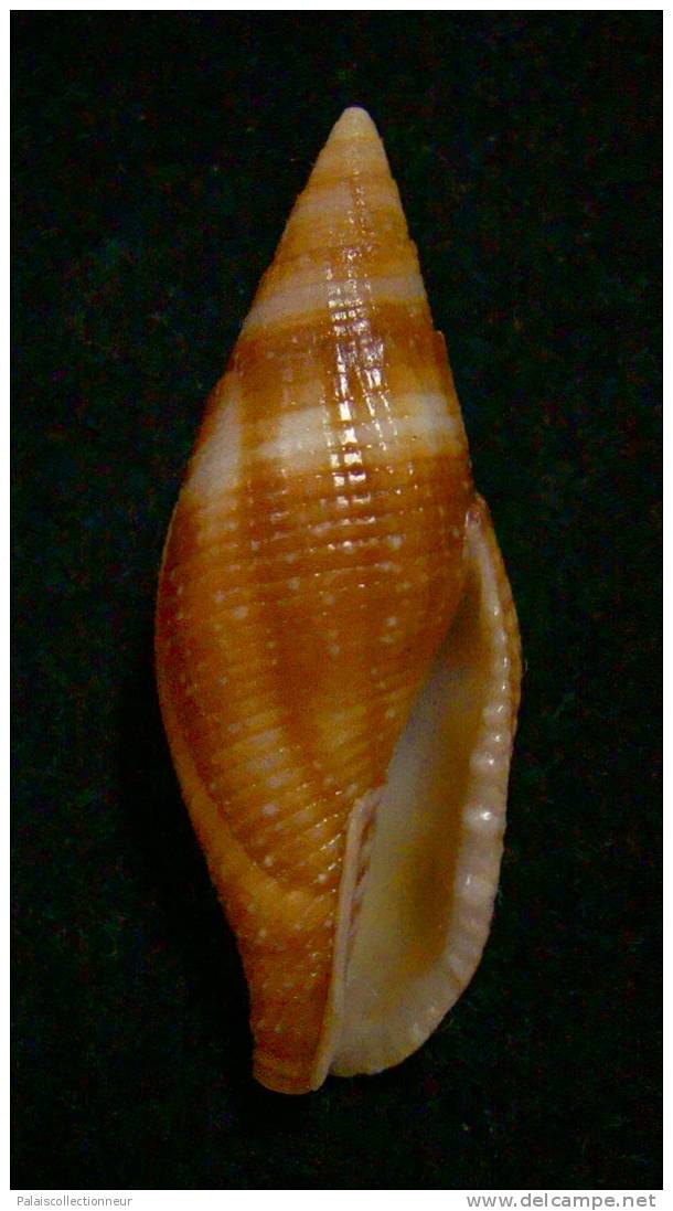 N°2295  //  MITRA ( Mitra )  AMBIGUA   " Nelle-CALEDONIE " //  F++  :  41mm  //  RARE  . - Conchiglie