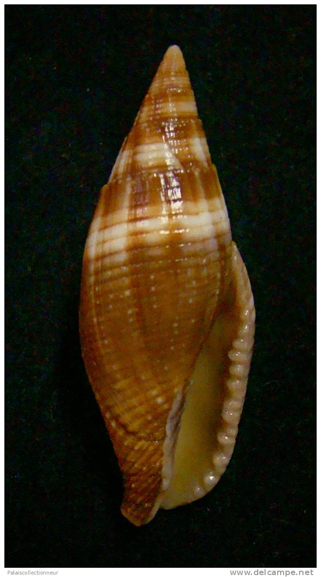 N°2296  //  MITRA ( Mitra )  AMBIGUA   " Nelle-CALEDONIE "  //  F++  :  GROSSE :  44,1mm  //   RARE . - Coquillages