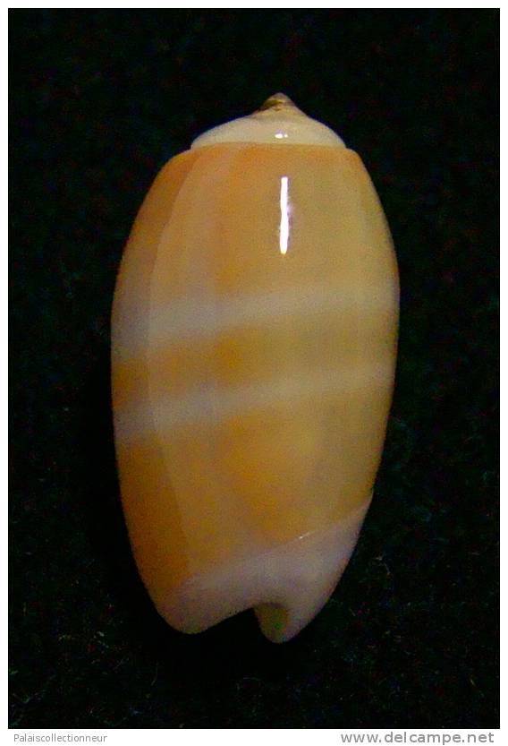 N°2313 // OLIVA  CARNEOLA  BIZONALIS  " Nelle-CALEDONIE "  //  GEM  :  17,1mm //  ASSEZ COURANTE . - Muscheln & Schnecken