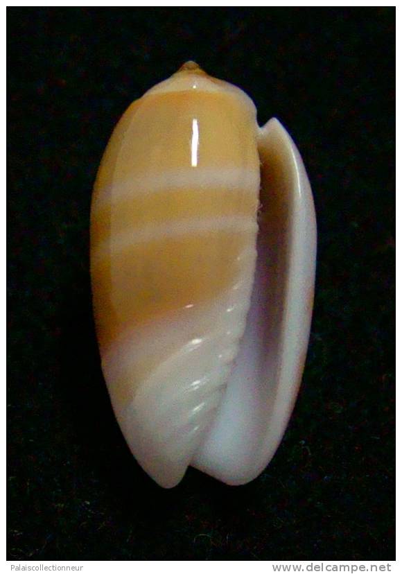 N°2313 // OLIVA  CARNEOLA  BIZONALIS  " Nelle-CALEDONIE "  //  GEM  :  17,1mm //  ASSEZ COURANTE . - Seashells & Snail-shells