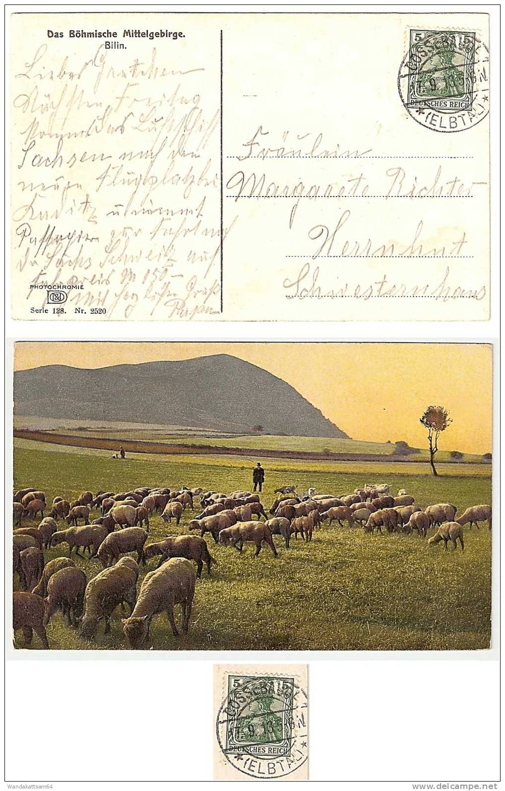 AK 2520  Das Böhmische Mittelgebirge Bilin Schafe Mit Hirt 17.9.13 5-6 N. COSSEBAUDE *(ELBTAL)* Nach Herrnhut Sachsen - Boehmen Und Maehren