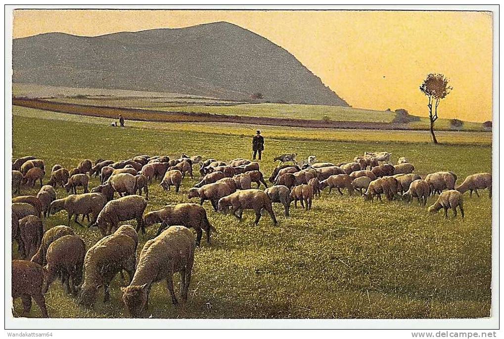 AK 2520  Das Böhmische Mittelgebirge Bilin Schafe Mit Hirt 17.9.13 5-6 N. COSSEBAUDE *(ELBTAL)* Nach Herrnhut Sachsen - Boehmen Und Maehren