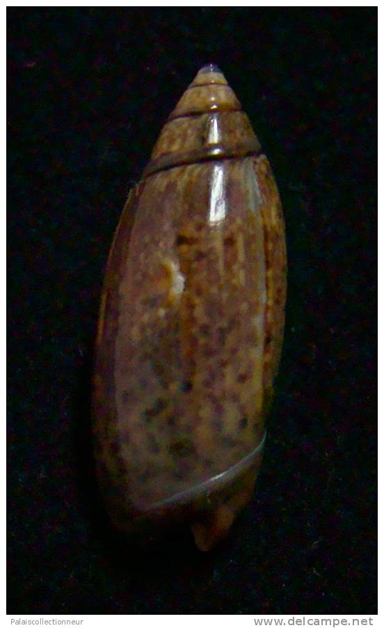 N°2334 // OLIVA  LONGISPIRA  " VANUATU "  //  F+++  :  GROSSE : 25,2mm //   ASSEZ RARE . - Seashells & Snail-shells