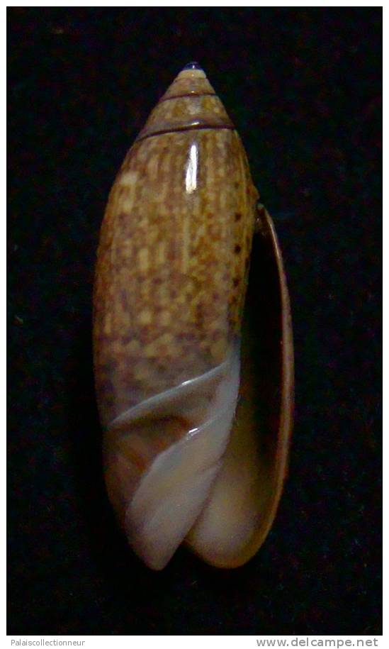 N°2334 // OLIVA  LONGISPIRA  " VANUATU "  //  F+++  :  GROSSE : 25,2mm //   ASSEZ RARE . - Muscheln & Schnecken