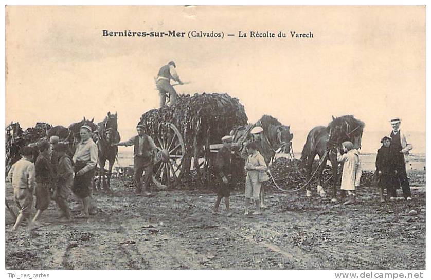 14 - Bernières-sur-Mer - La Récolte Du Varech - Sonstige & Ohne Zuordnung