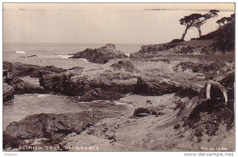 Carte Photo - Monterey Californie - Ostrich Tree #1280 - Arbre - Circulée En 1920 - Voir Recto Verso - Other & Unclassified