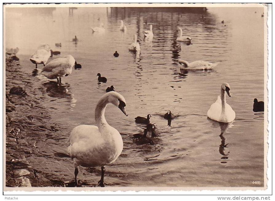 Carte Photo Rotation Wilhelm Pleyer Suisse - Cygne Blanc - White Swan - Neuve - Voir Recto Verso - Castles