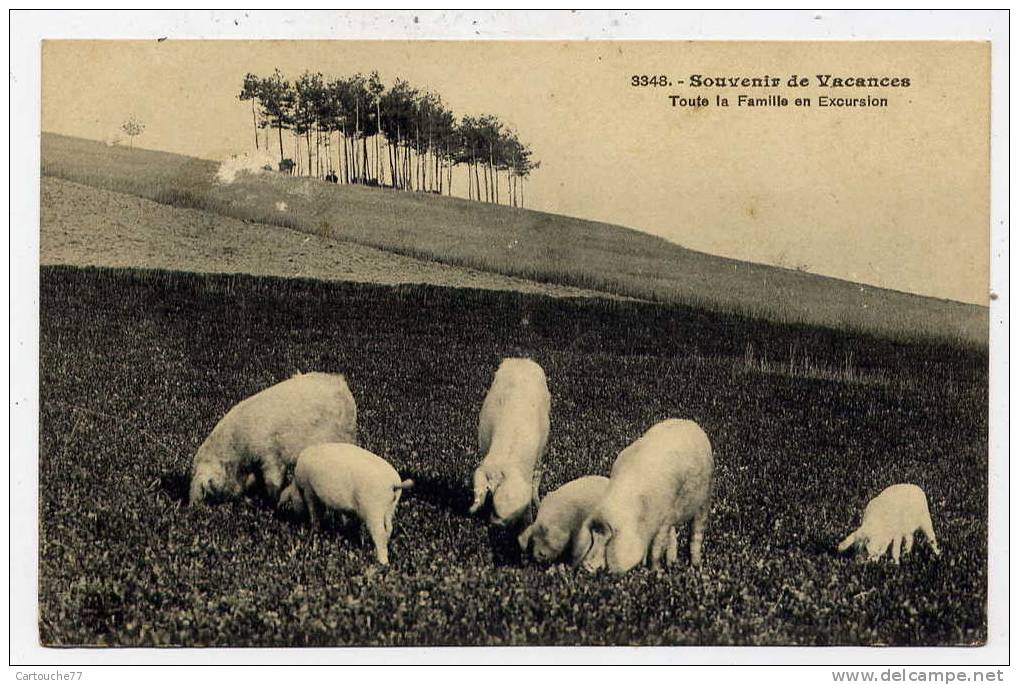 K15 - Souvenir De Vacances - Toute La Famille En Excursion - Varkens