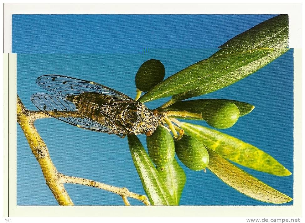 Cigale Et L´ Olivier, Photo J. CH. Gerard (10-683) - Insectos