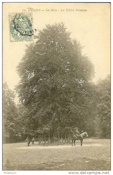 VELISY  -  Le Bois - Le Hêtre Pourpre - Velizy