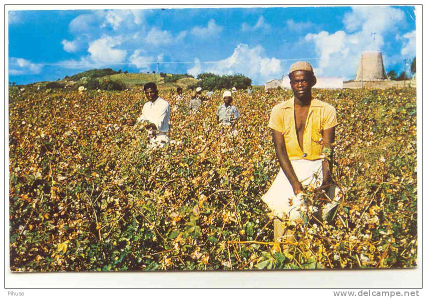 ANTIGUA-1 : Cotton Picking - Antigua En Barbuda