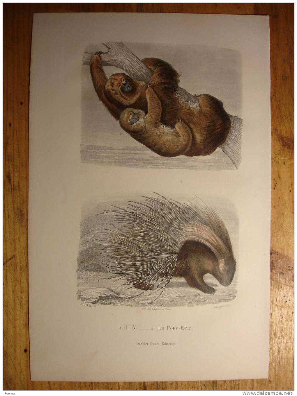 L´ AI - LE PORC EPIQUE - GRAVURE ANCIENNE DE 1885 - H. Gobin Del. Et Nargeot Sc. - APE PORCUPINE PRINT ENGRAVING - Collections