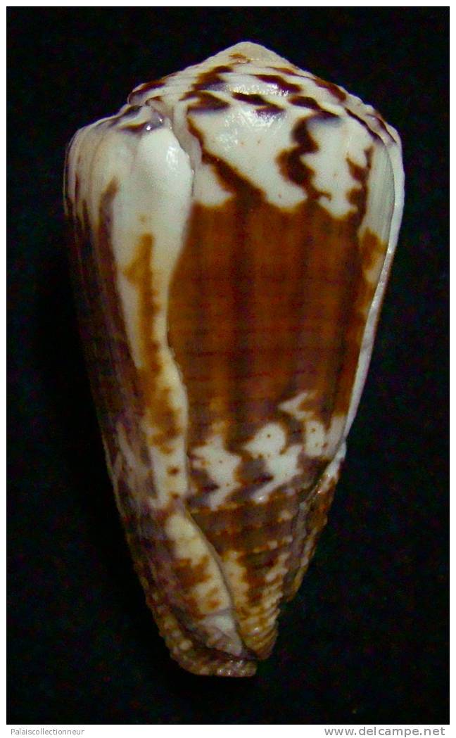 N°2354  //  CONUS  PLANORBIS  VITULINUS  " Nelle-CALEDONIE " //  F+ : GROS : 54,2mm  //  PEU COURANT   . - Coquillages