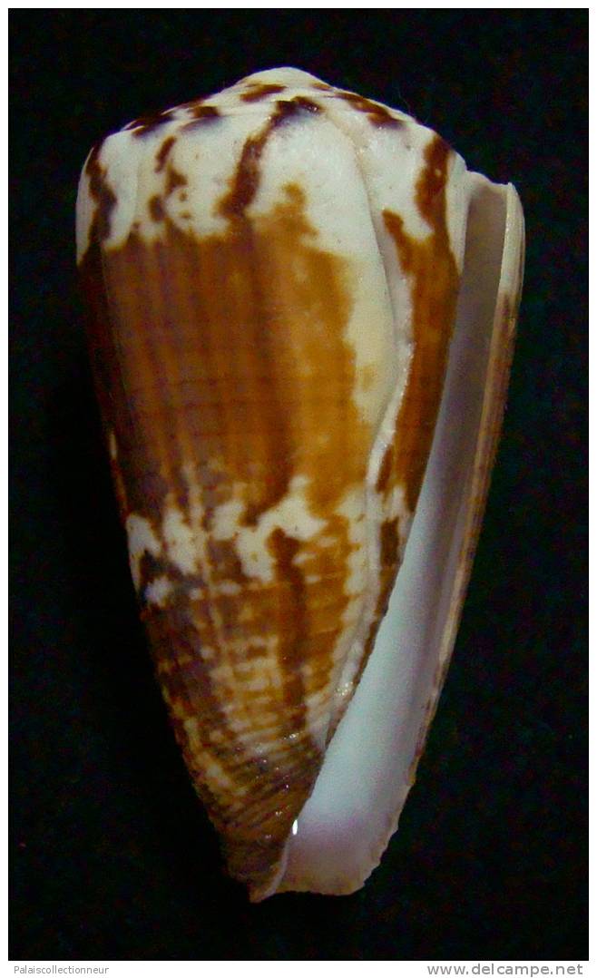 N°2354  //  CONUS  PLANORBIS  VITULINUS  " Nelle-CALEDONIE " //  F+ : GROS : 54,2mm  //  PEU COURANT   . - Coquillages