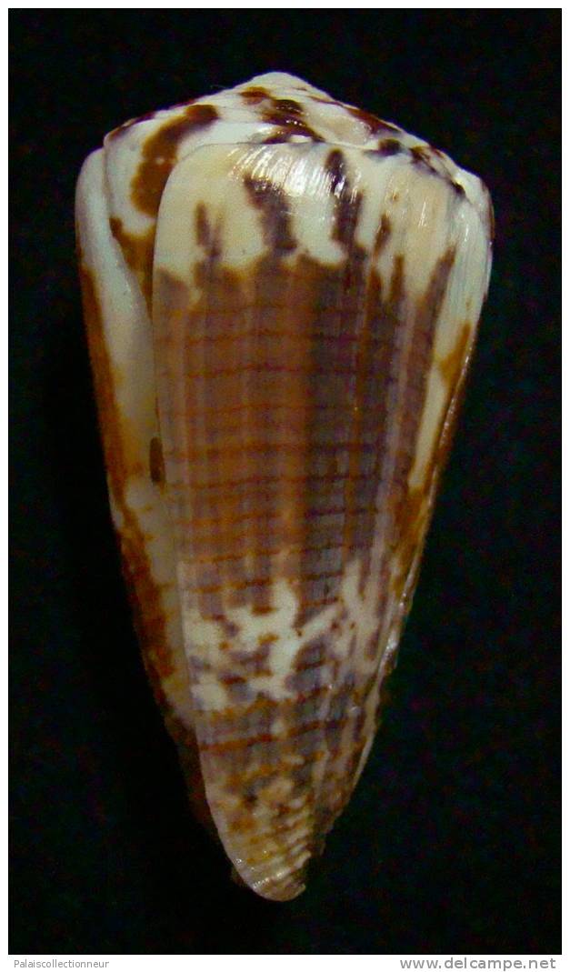 N°2354  //  CONUS  PLANORBIS  VITULINUS  " Nelle-CALEDONIE " //  F+ : GROS : 54,2mm  //  PEU COURANT   . - Muscheln & Schnecken