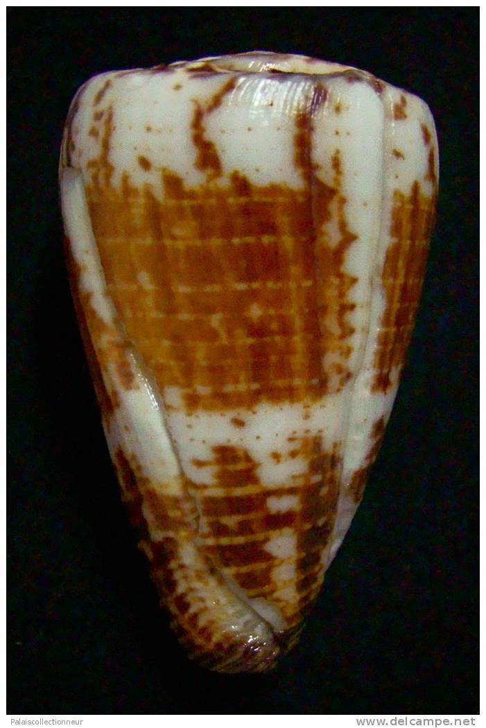 N°2355  //  CONUS  PLANORBIS  VITULINUS " OBESE "  " Nelle-CALEDONIE " //  F+ : GROS : 53,1mm  //  PEU COURANT   . - Muscheln & Schnecken