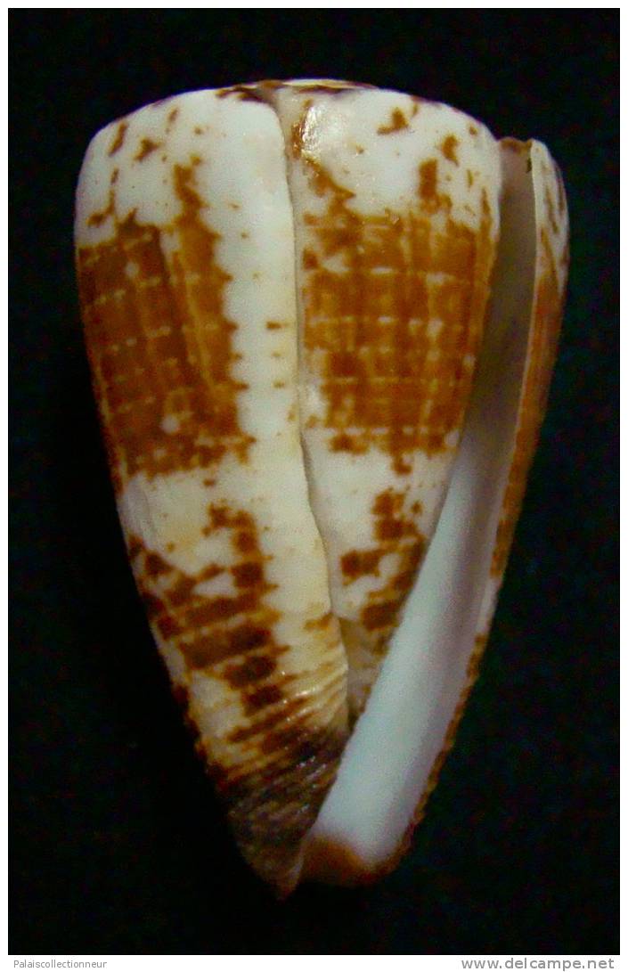 N°2355  //  CONUS  PLANORBIS  VITULINUS " OBESE "  " Nelle-CALEDONIE " //  F+ : GROS : 53,1mm  //  PEU COURANT   . - Muscheln & Schnecken