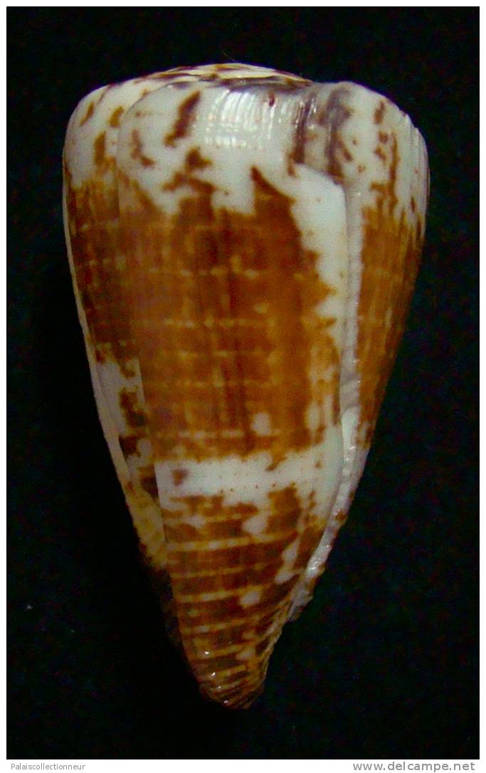 N°2355  //  CONUS  PLANORBIS  VITULINUS " OBESE "  " Nelle-CALEDONIE " //  F+ : GROS : 53,1mm  //  PEU COURANT   . - Coquillages