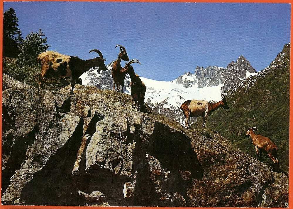 SC137 Ziegen Auf  Der Alp. Chèvres,goat. Photohaus Geiger Flims-Waldhaus C3958 - Flims