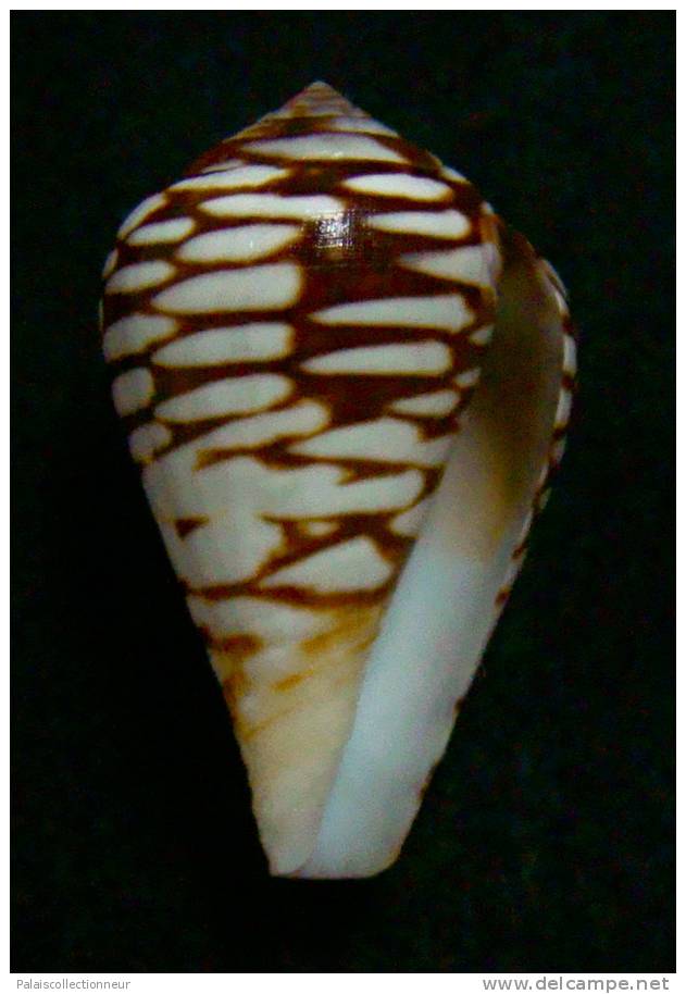 N°2369  //  CONUS  MERCATOR " VARIETE N°3 "  " SENEGAL " //  GEM :  30,8mm  //  ASSEZ RARE   . - Seashells & Snail-shells