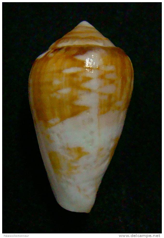N°2380  //  CONUS  MERCATOR SP.   " AFRIQUE " //  F++/ F+++ :  31mm  //  PEU COURANT   . - Seashells & Snail-shells