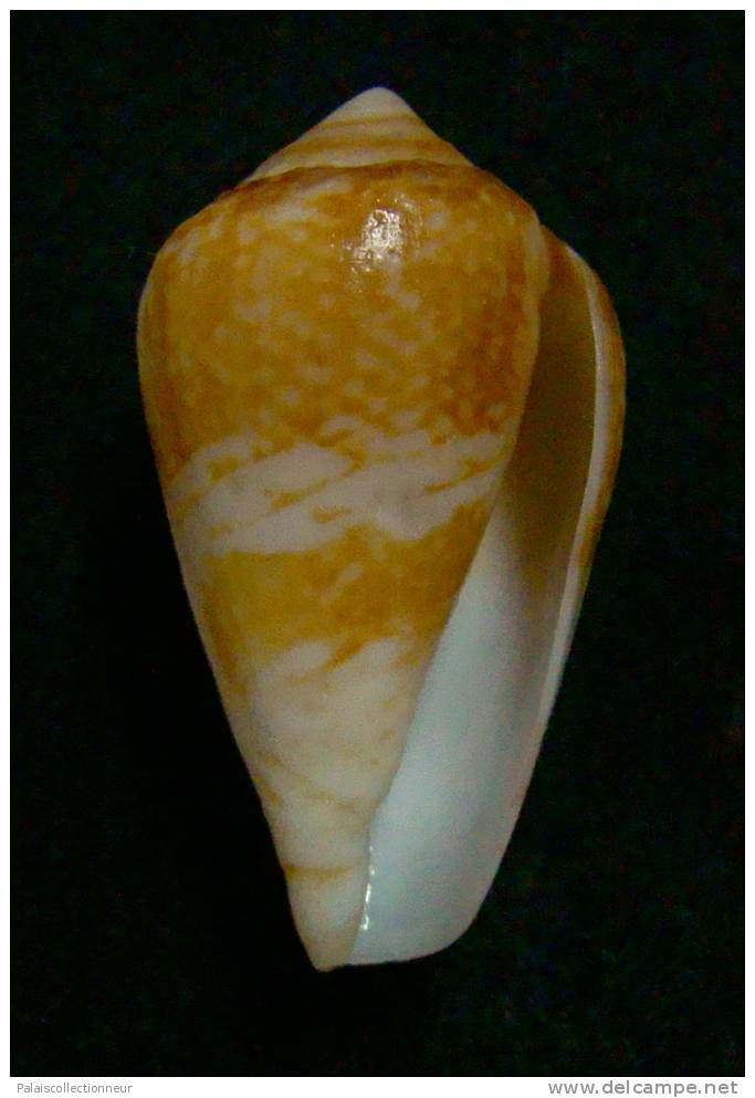 N°2380  //  CONUS  MERCATOR SP.   " AFRIQUE " //  F++/ F+++ :  31mm  //  PEU COURANT   . - Muscheln & Schnecken