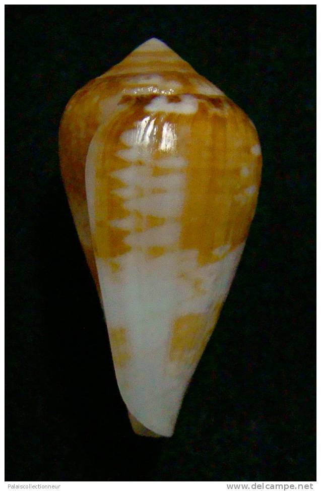 N°2380  //  CONUS  MERCATOR SP.   " AFRIQUE " //  F++/ F+++ :  31mm  //  PEU COURANT   . - Seashells & Snail-shells