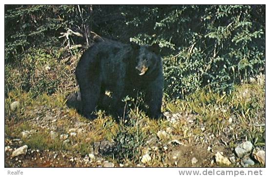 Vintage Black Bear Ours Noir Eganvilee Ontario Canada - Ours