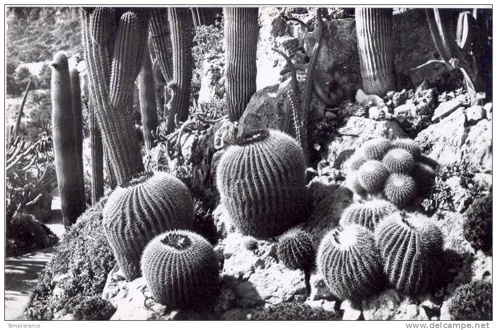 Monaco - Le Jardin Exotique  Echinocactus Et Pilocereus NEUVE - Other & Unclassified