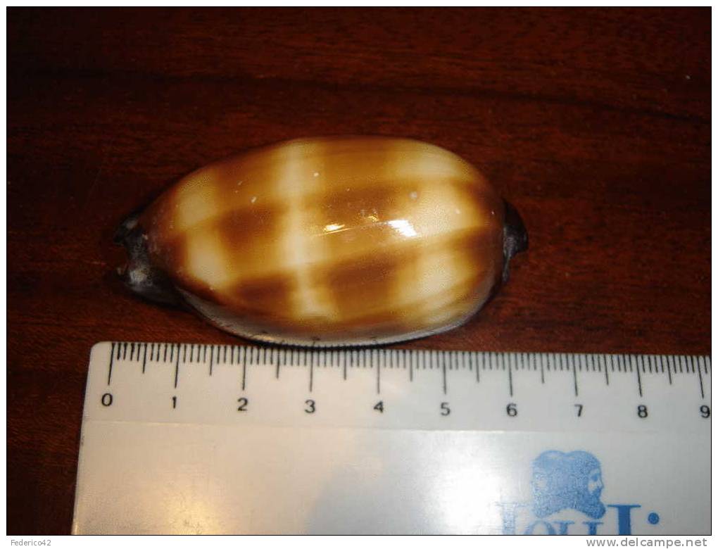 CYPRAEA TALPA IMPERIALIS PESCATA A ZANZIBAR MANTELLO E COLORI PERFETTI - Seashells & Snail-shells